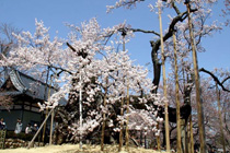 写真：山高神代桜