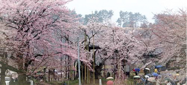 写真：桜の樹勢回復と保全