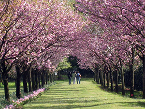 写真：10品種の桜が一斉に開花する「十色桜の並木」（4月）