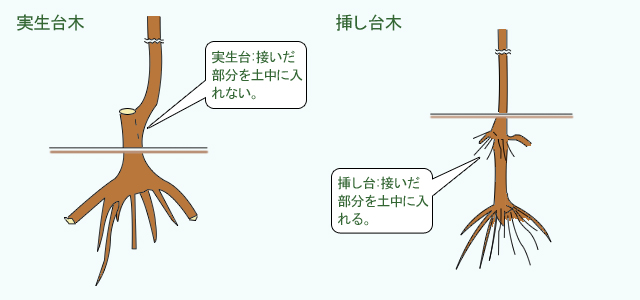 台木にあった植え方 公益財団法人日本花の会