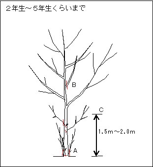 整枝 剪定 公益財団法人日本花の会