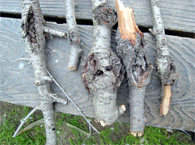 写真:コブ症状によって枯れた枝