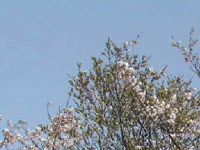 写真:サクラ類てんぐ巣病の枝（開花期）