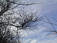 写真:サクラ類てんぐ巣病の枝（落葉期）