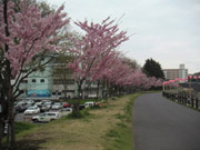 写真：小山市思川沿い桜里親植栽（平成13年～平成27年度）