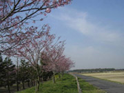 写真:小山市思川沿い桜里親植栽(平成13年~平成27年度)
