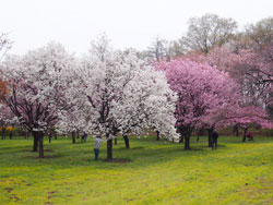 桜見本園