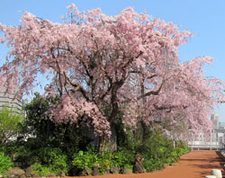 屋上庭園 枝垂れ桜