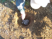写真:つぼ穴方式の施肥