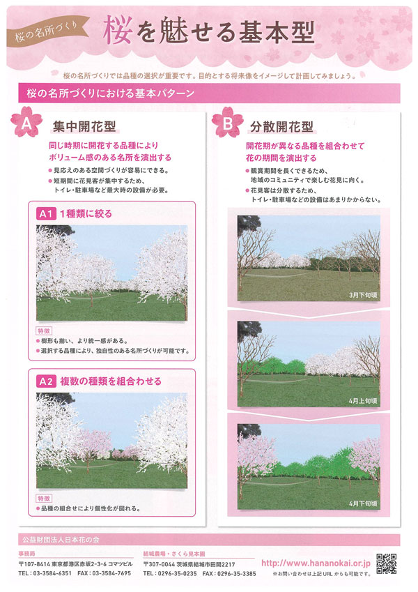 写真：桜を魅せる基本型
