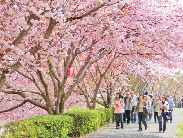 写真：平田川の桜