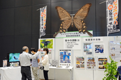 写真：ジャコウアゲハが飛び交う街姫路連絡協議会のパネル展示（写真提供：姫路市）