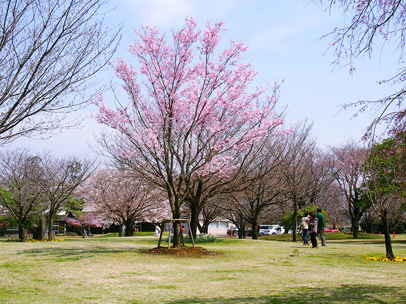 舞姫原木（当会桜見本園・彩りの広場）