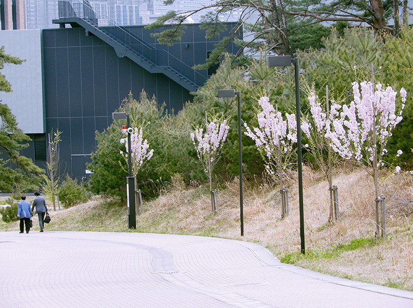 街路樹として植栽された舞姫 （東北大学青葉山キャンパス）