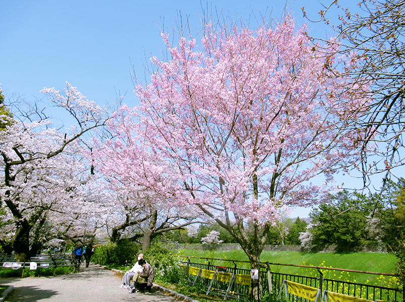 千鳥ヶ淵緑道の開花状況