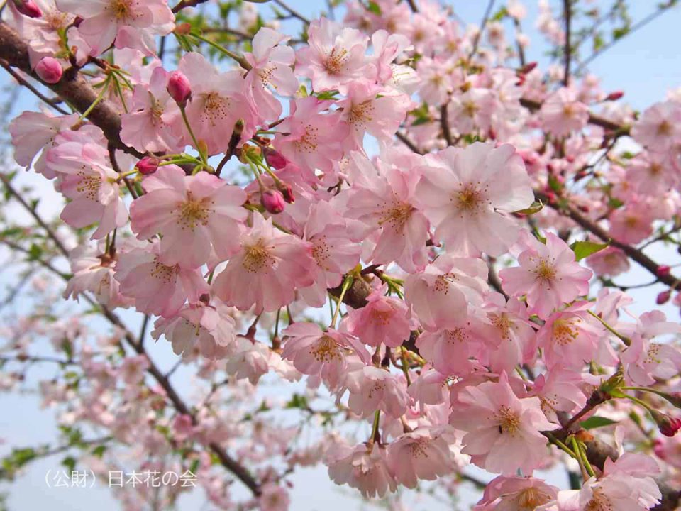 桜図鑑掲載一覧 桜図鑑 公益財団法人日本花の会