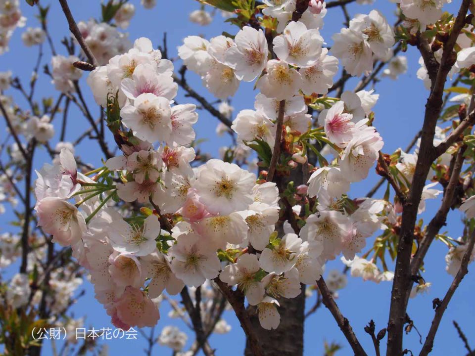 ア行 桜図鑑 公益財団法人日本花の会