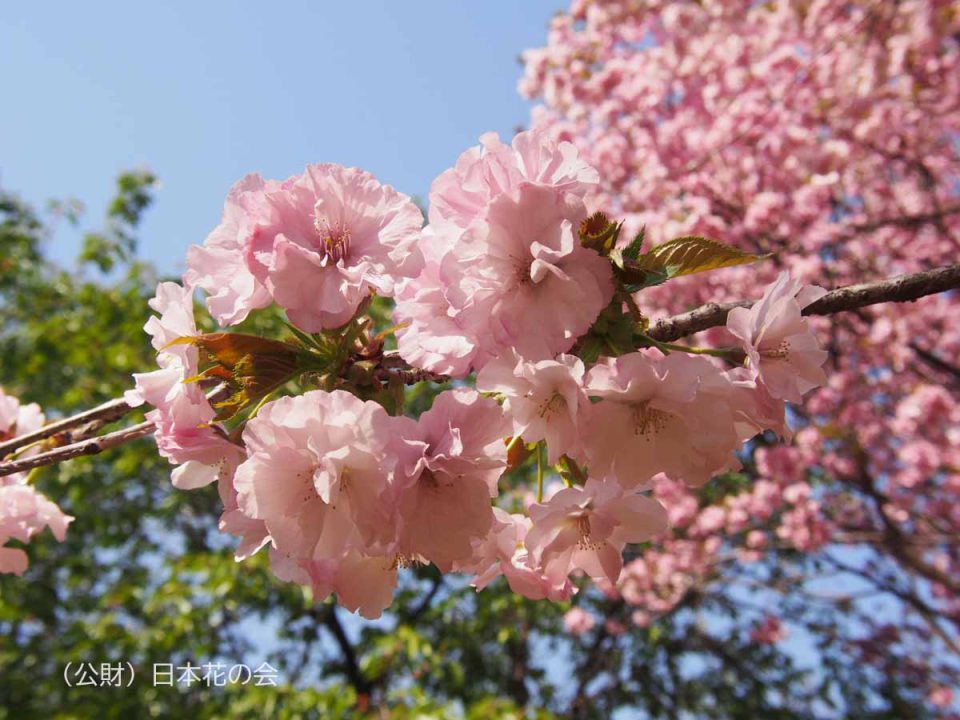 桜図鑑掲載一覧 | 桜図鑑｜公益財団法人日本花の会