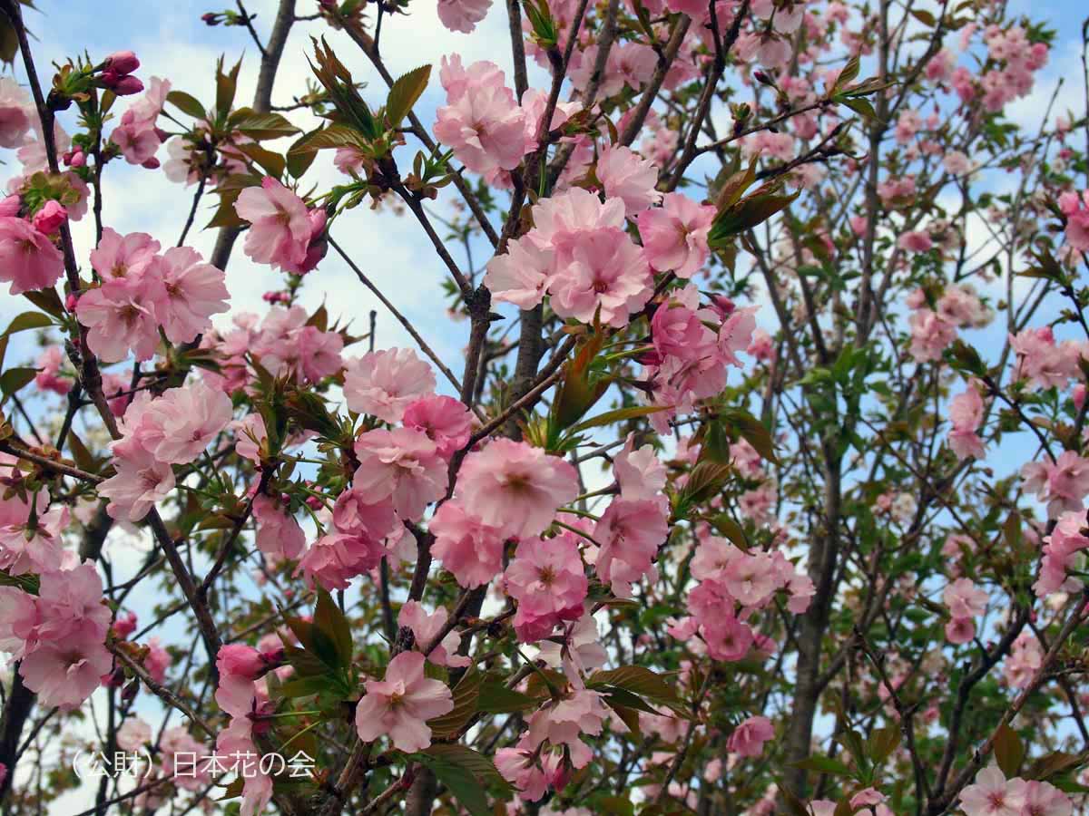 赤花真桜