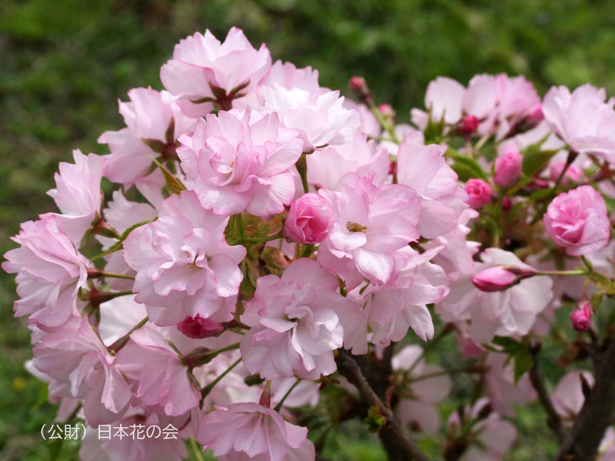 旭山 朝日山 桜図鑑 公益財団法人日本花の会