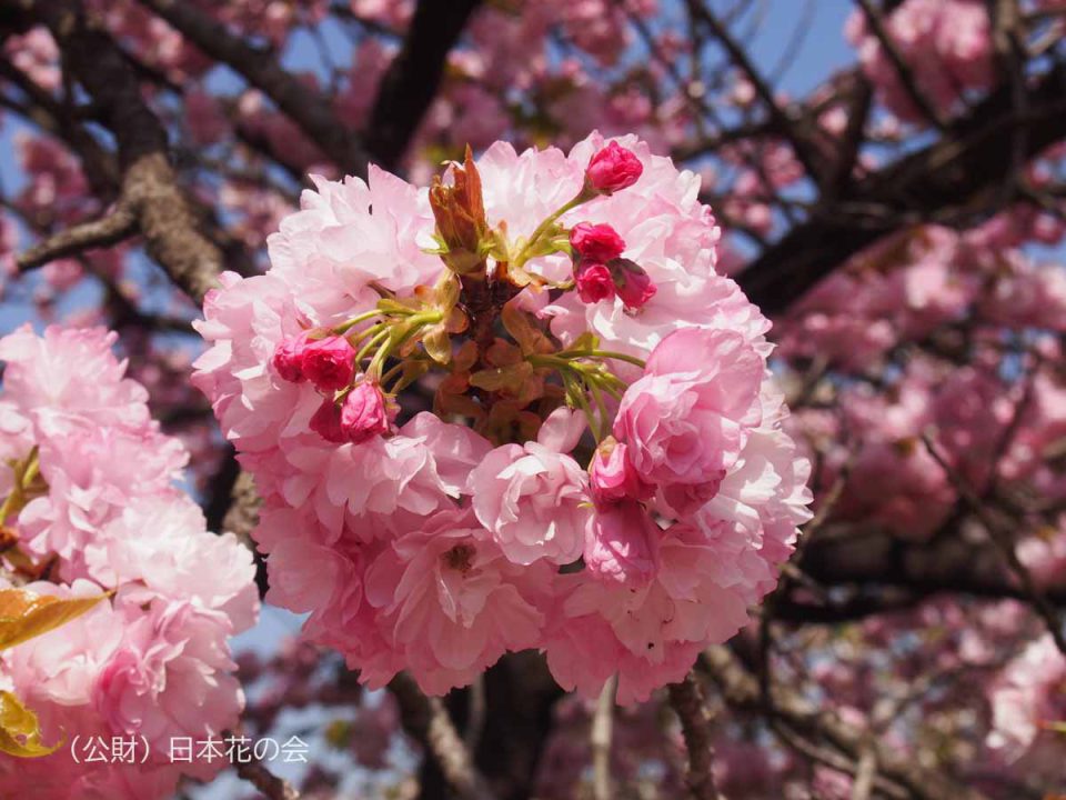 検索結果 | 桜図鑑｜公益財団法人日本花の会
