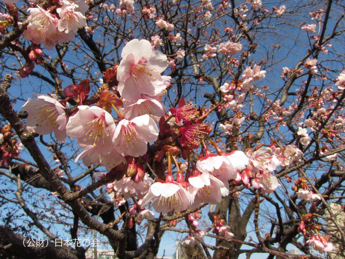 熱海桜