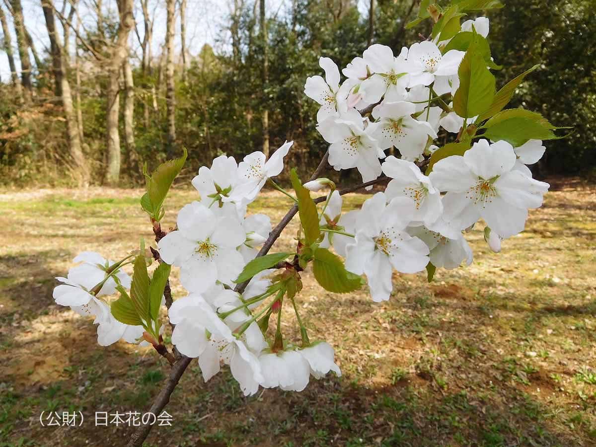 天城吉野 桜図鑑 公益財団法人日本花の会