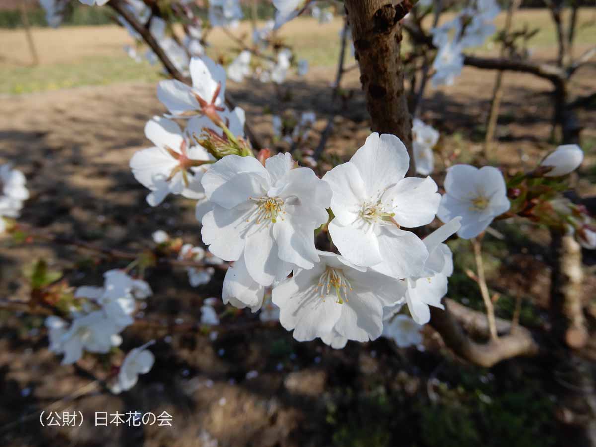 荒川匂