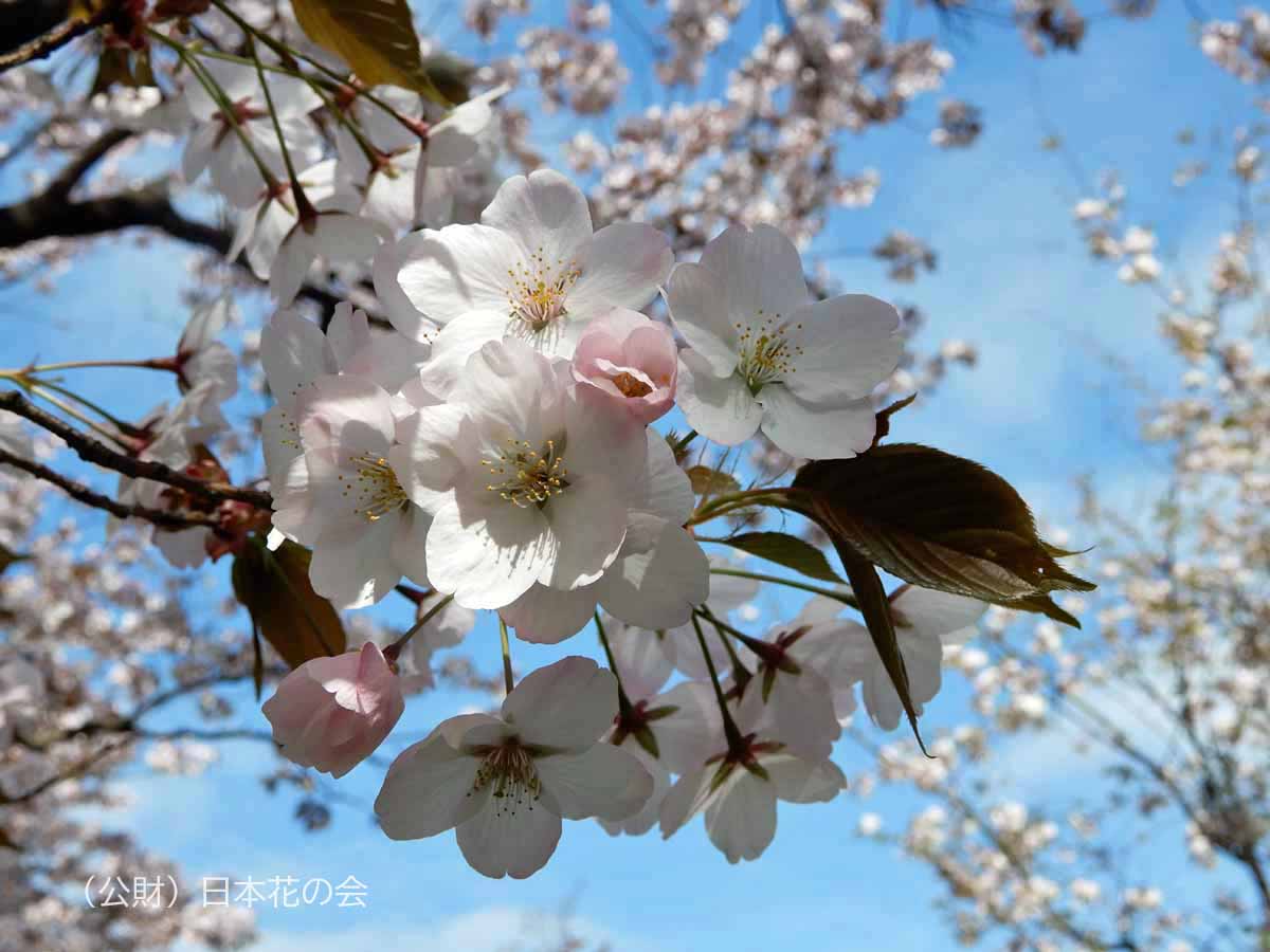 嵐山 桜図鑑 公益財団法人日本花の会