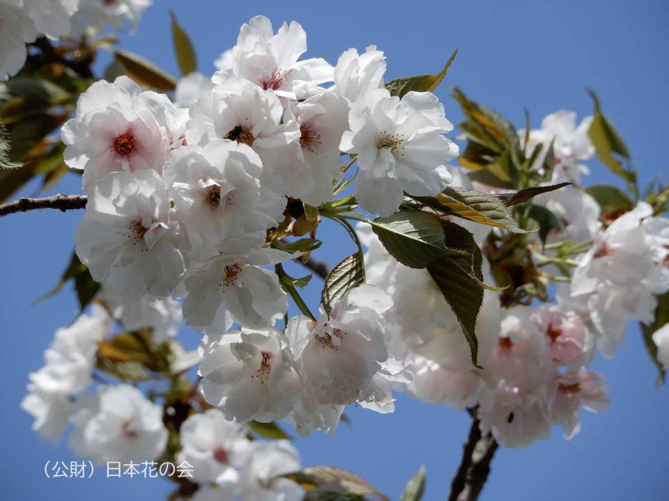 検索結果 桜図鑑 公益財団法人日本花の会