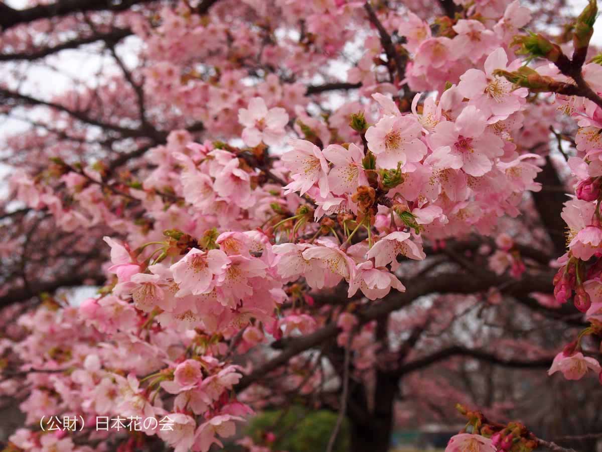 伊豆多賀赤 桜図鑑 公益財団法人日本花の会