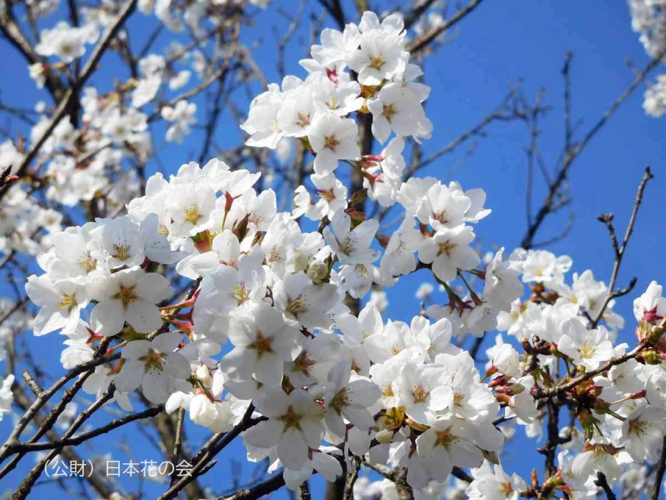 伊東桜