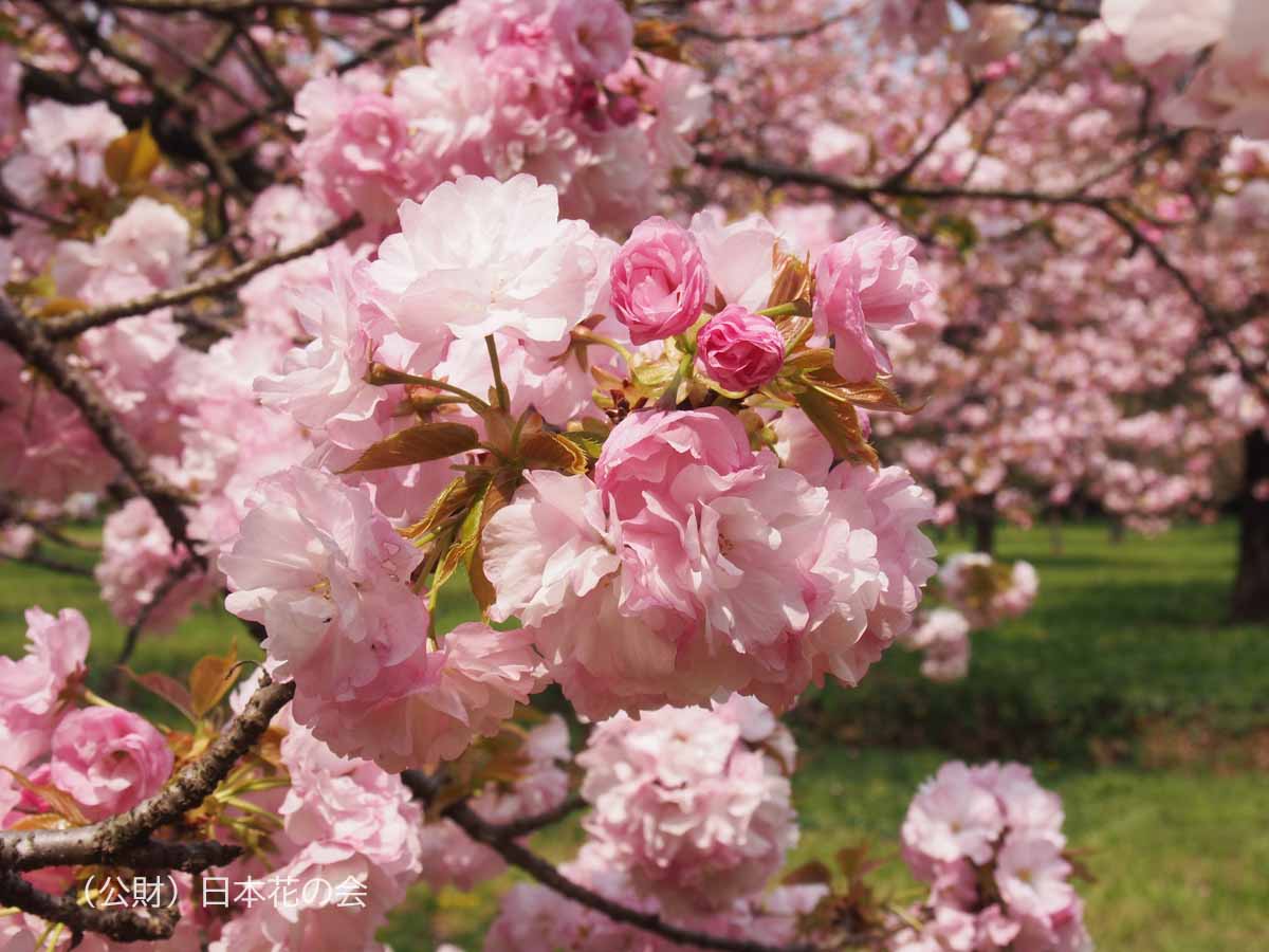 糸括 桜図鑑 公益財団法人日本花の会