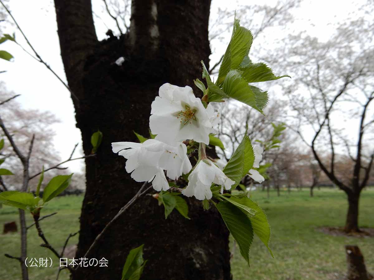 薄毛大島 桜図鑑 公益財団法人日本花の会