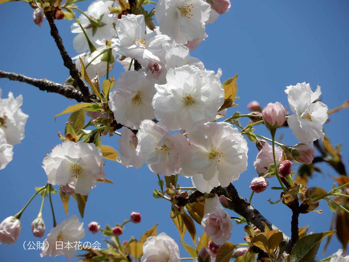 渦桜