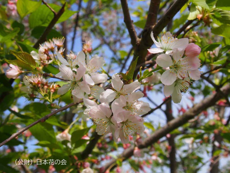 薄紅深山桜