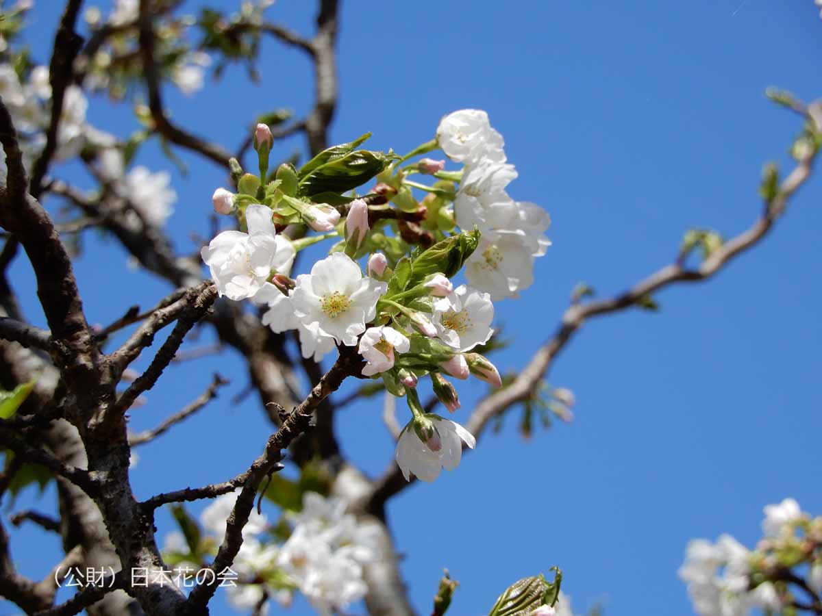 雲竜大島 桜図鑑 公益財団法人日本花の会