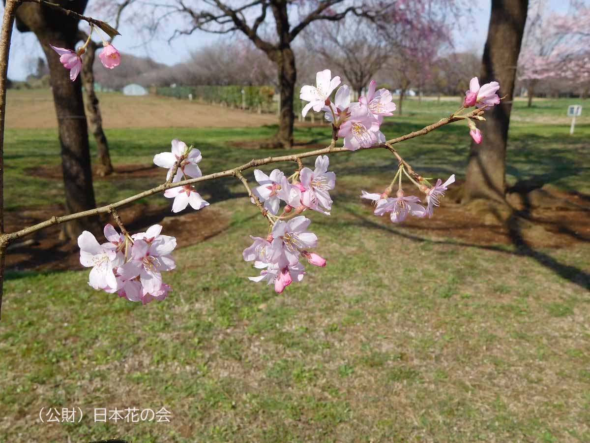 江戸彼岸（大桜）