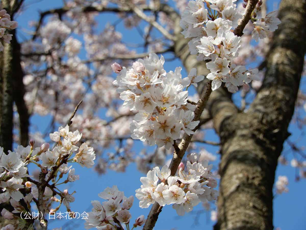 江戸彼岸（山高神代桜）