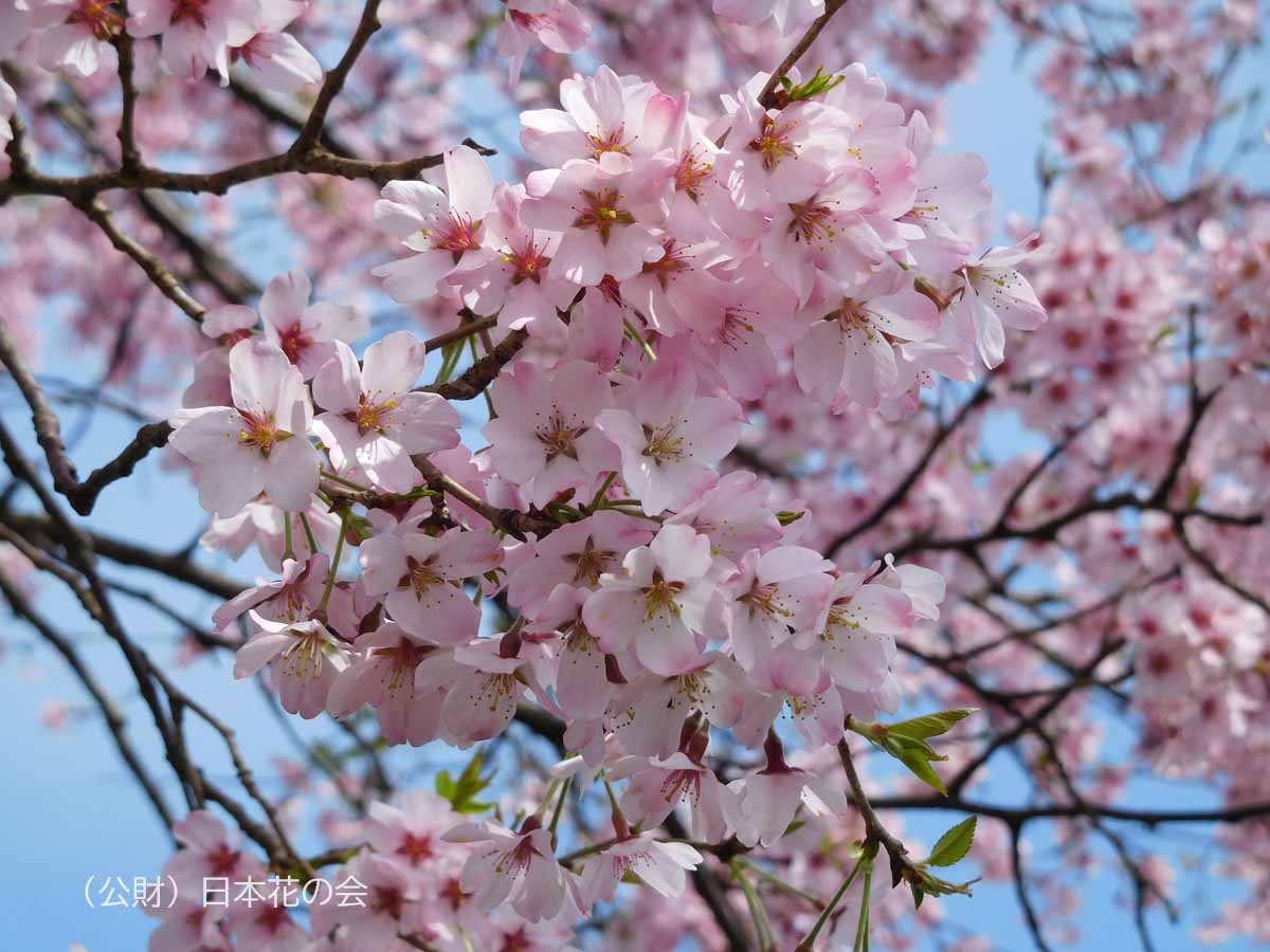 円通寺桜