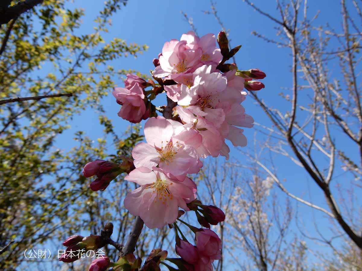 奥州里桜 桜図鑑 公益財団法人日本花の会