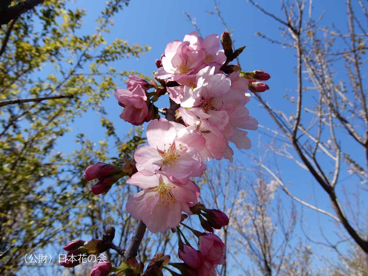 奥州里桜