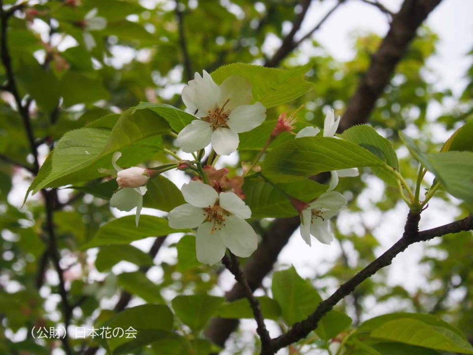 大内桜　