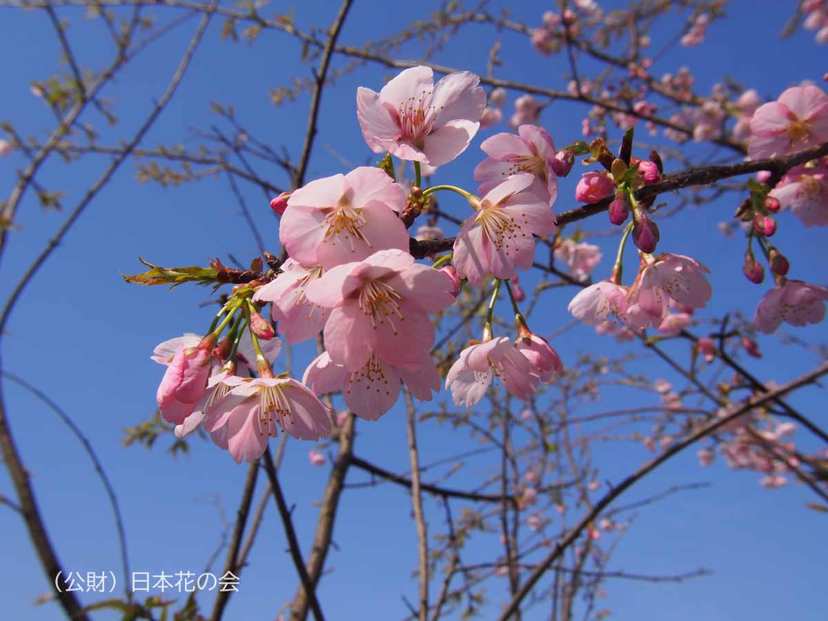 大寒桜