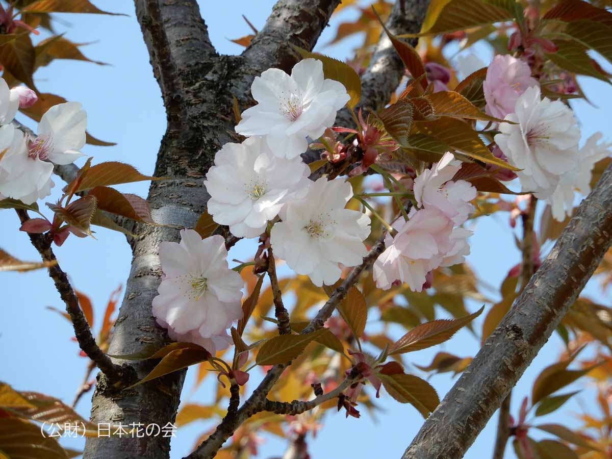 大沢桜