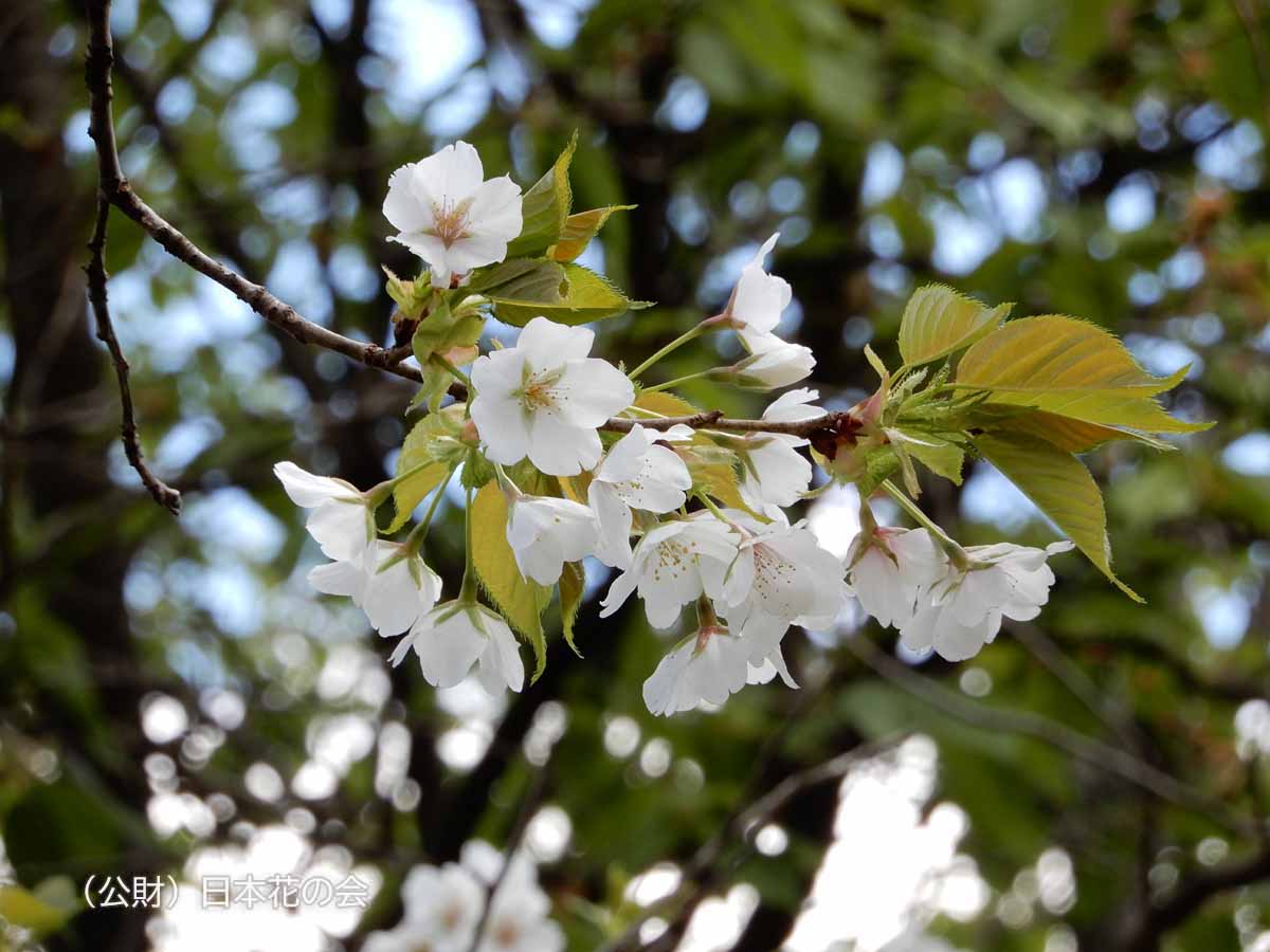 オオシマザクラ 桜図鑑 公益財団法人日本花の会
