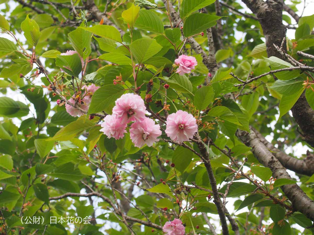 太田桜