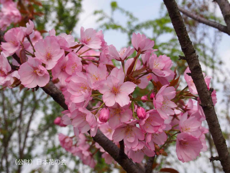未着用 茶地 見苦しい 玉虫 さざれ石風 桜花びら