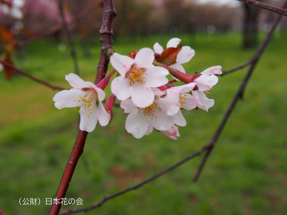 大峰桜