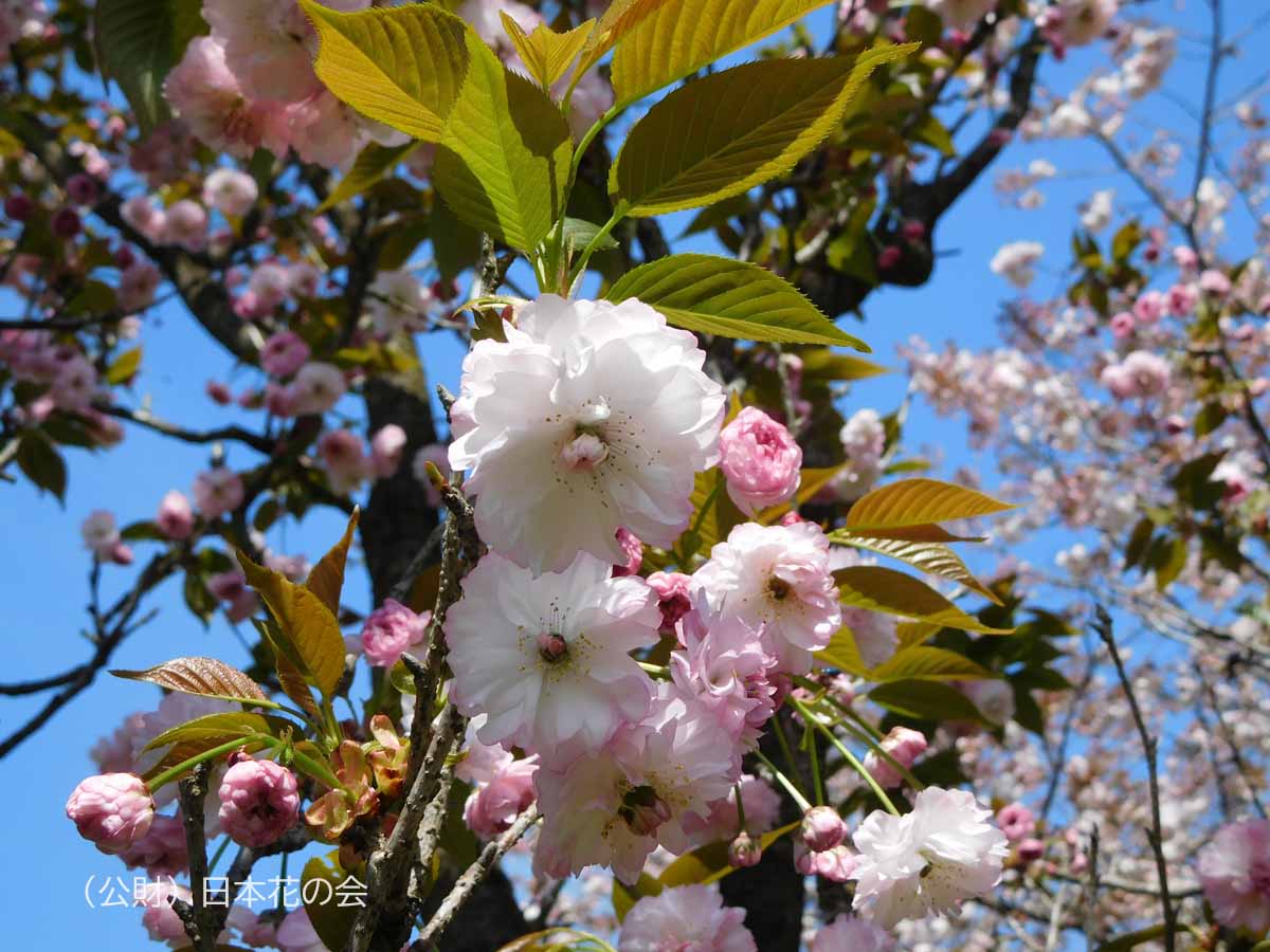 大村桜